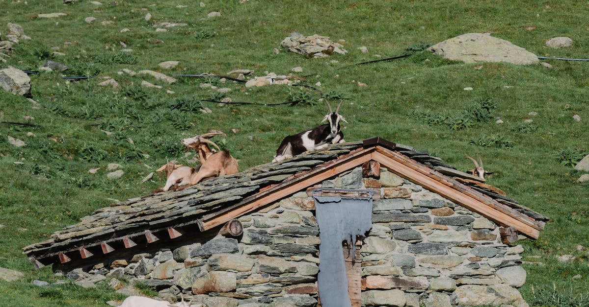 Roof Replacement Options Available